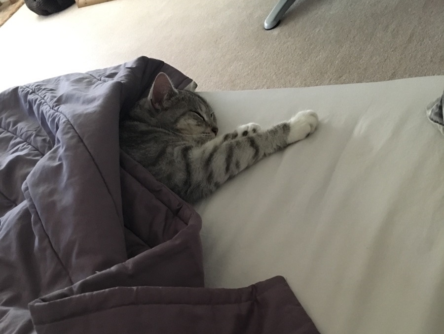 The cat!